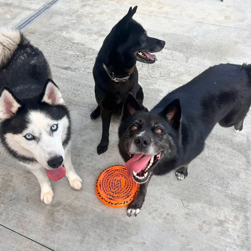 An adult medium-sized female Black Mixed Breed dog named Debbie for adoption in Warren, OH