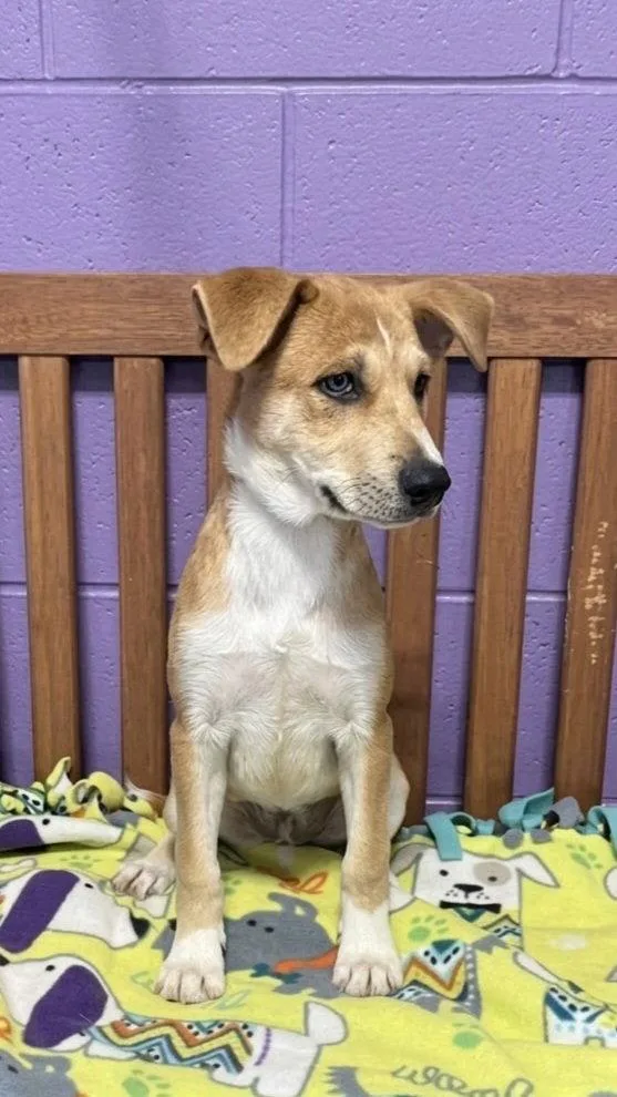 A baby medium-sized female Labrador Retriever dog named Lavendar for adoption in North Prairie, WI