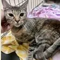 An adult medium-sized female Tabby (Brown / Chocolate) Domestic Short Hair cat named Princess for adoption in St. Augustine, FL