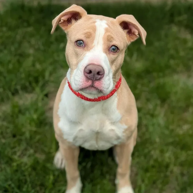 A young medium-sized female Yellow / Tan / Blond / Fawn Pit Bull Terrier dog named Danish for adoption in Normal, IL