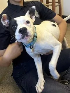 A baby medium-sized female Pit Bull Terrier dog named Harper for adoption in Cleveland, OH