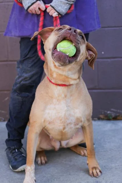 An adult large-sized female Mixed Breed dog named Atlantica for adoption in Chamblee, GA