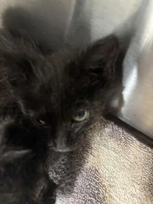 A baby small-sized male Domestic Short Hair cat named Jack Sparrow for adoption in Daphne, AL