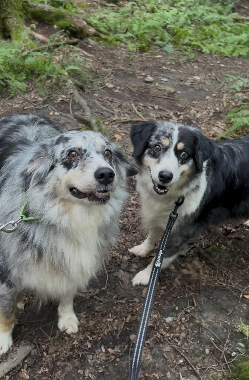 An adult medium-sized female Merle (Blue) Australian Shepherd dog named Rebec for adoption in Millerstown, PA