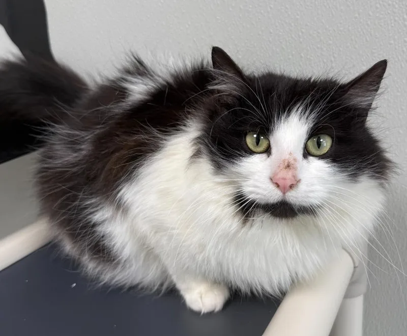 A young medium-sized female White Domestic Long Hair cat named Moo for adoption in Hornell, NY