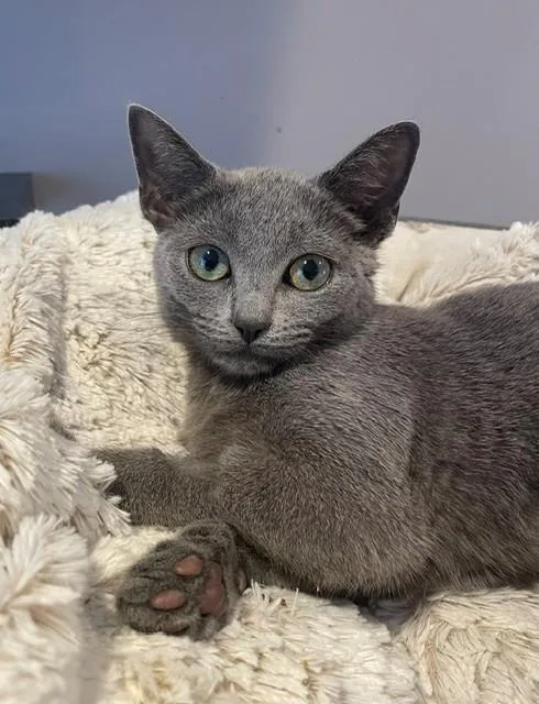 A baby medium-sized female Gray / Blue / Silver Domestic Short Hair cat named Juni for adoption in Little Falls, NJ