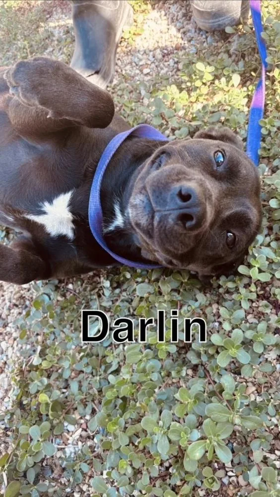 Darlin thumbnail 2
