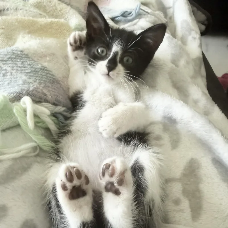 A baby small-sized male Black & White / Tuxedo Tuxedo cat named Boo for adoption in Miami, FL