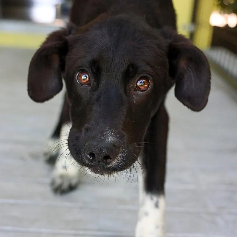 A young medium-sized female Black Mixed Breed dog named Rum Runner for adoption in Bradenton, FL