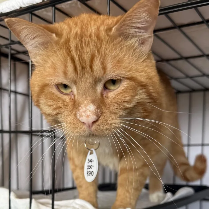 An adult large-sized male Orange / Red Domestic Short Hair cat named Ulysses for adoption in Normal, IL