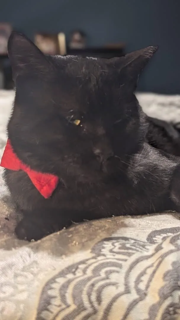 An adult large-sized male Black Domestic Short Hair cat named Godzilla for adoption in Ontario, NY