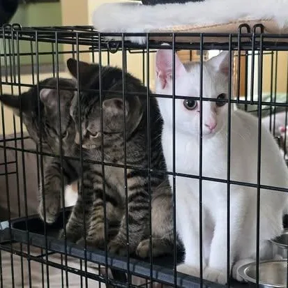 A baby medium-sized male Domestic Short Hair cat named Darrell for adoption in Avondale, PA