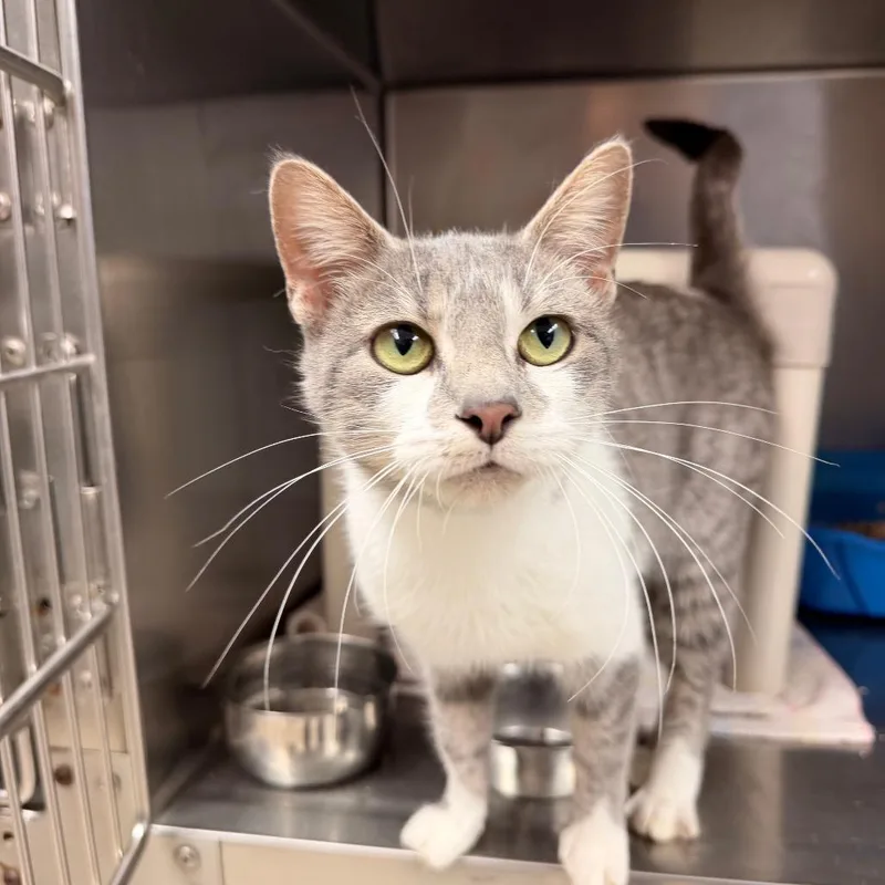 An adult medium-sized female Gray / Blue / Silver Domestic Short Hair cat named Honey for adoption in Chippewa Falls, WI