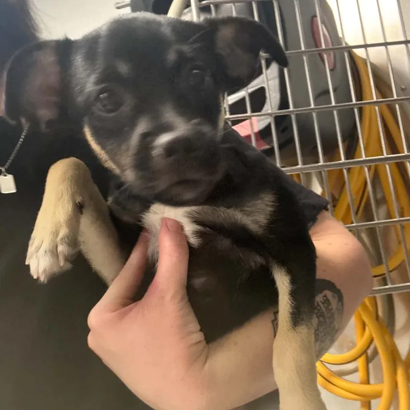A baby small-sized female Black Mixed Breed dog named Daniella for adoption in Greenville, SC