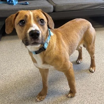 An adult medium-sized female Brown / Chocolate Mixed Breed dog named Gretel for adoption in Lansing, MI