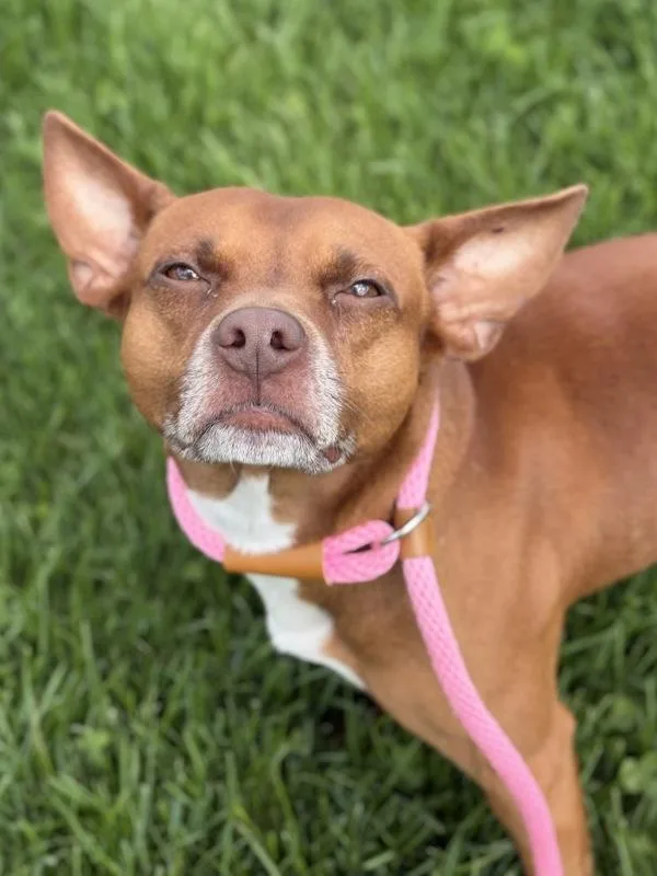 An adult small-sized male Pit Bull Terrier dog named Chaos for adoption in Lancaster, OH