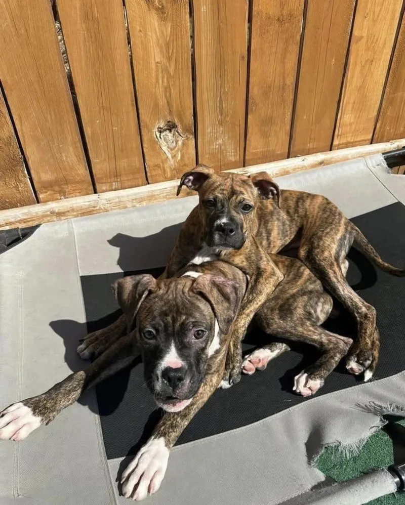A baby medium-sized male Boxer dog named Carter for adoption in Kutztown, PA