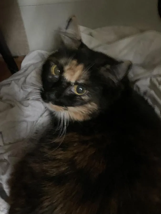 An adult medium-sized female Calico cat named Taylor for adoption in Mountain View, CA