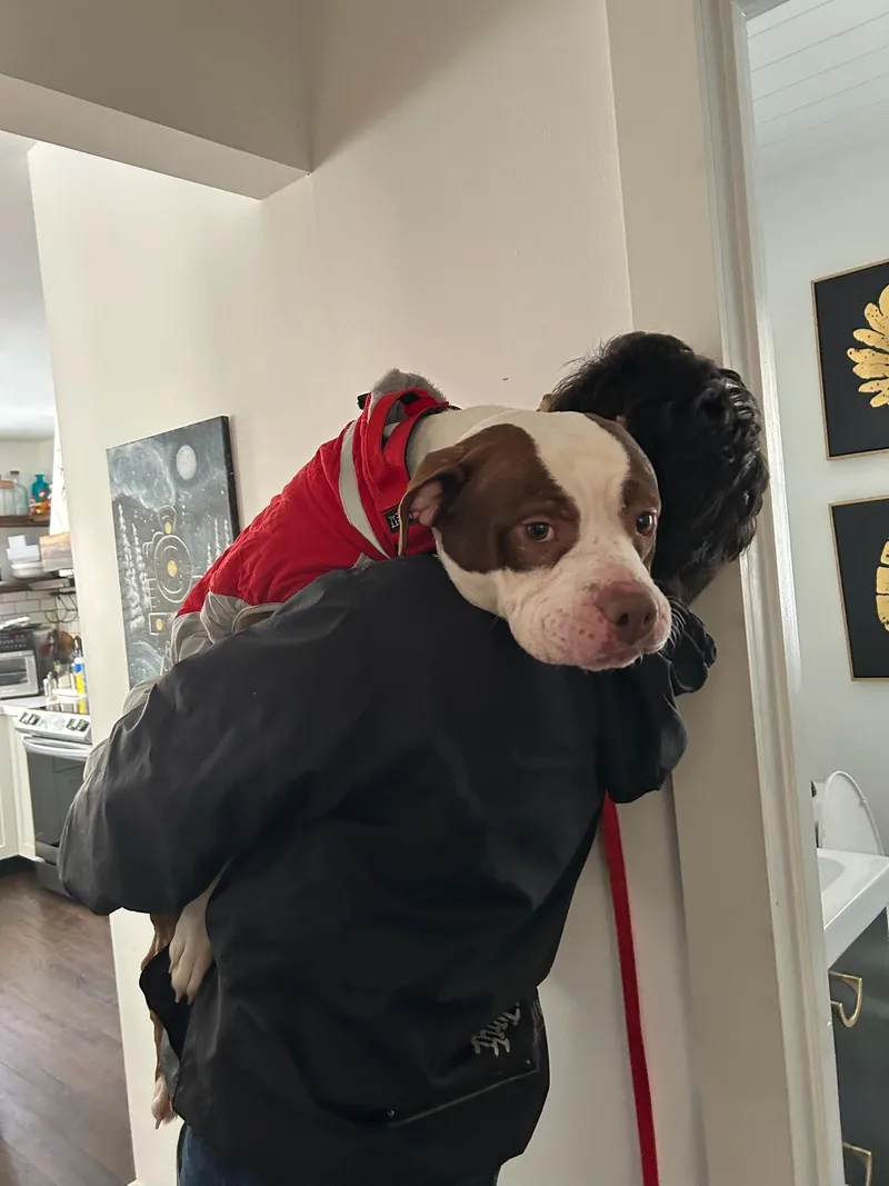 An adult large-sized male Brown / Chocolate Mixed Breed dog named Lee for adoption in Vassalboro, ME