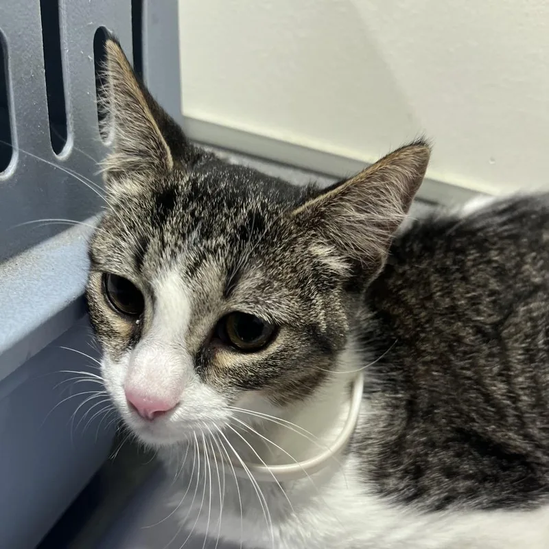 A young small-sized female Gray / Blue / Silver Domestic Short Hair cat named Maki for adoption in Tampa, FL