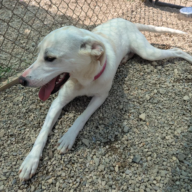 A baby medium-sized male Labrador Retriever dog named Frankie for adoption in Plain City, OH