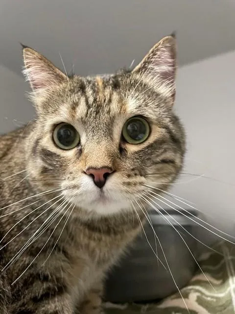 An adult medium-sized female Torbie Domestic Short Hair cat named Tig for adoption in Hayward, WI