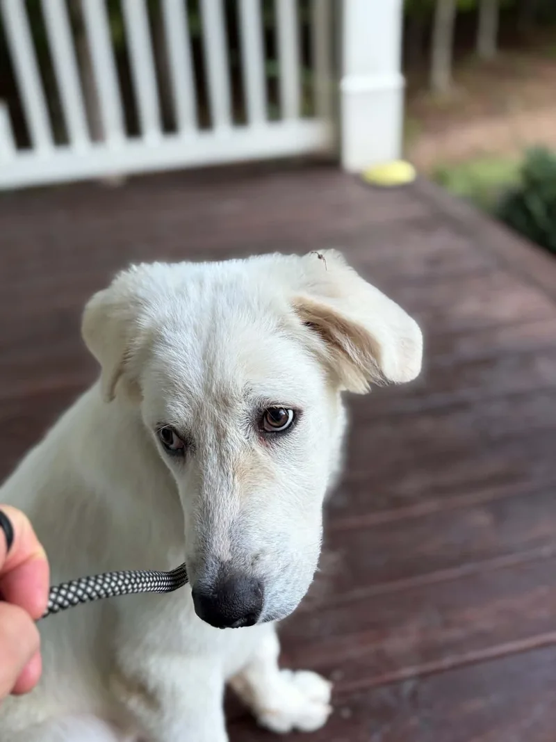 A baby large-sized male Great Pyrenees dog named Bondi for adoption in Cumming, GA