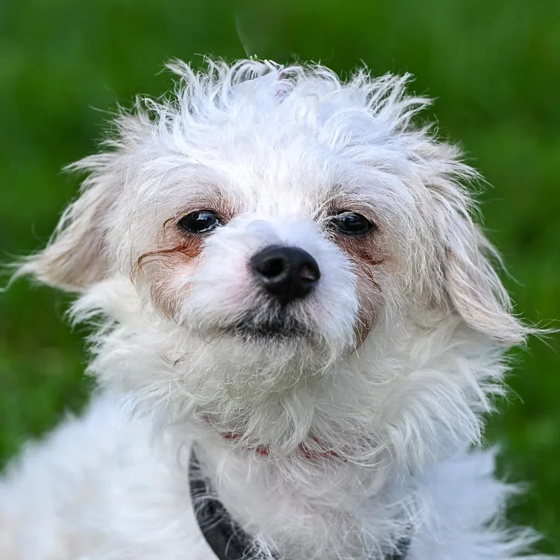 An adult small-sized male Maltipoo dog named Sid for adoption in Arlington Heights, IL
