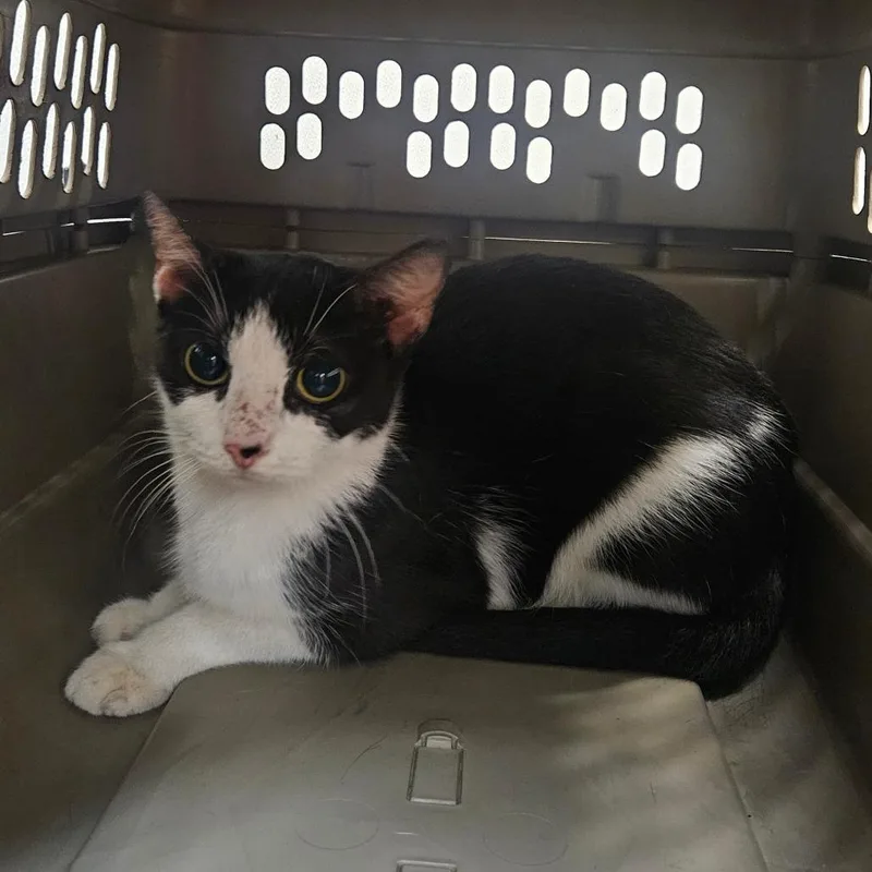 A young medium-sized female American Shorthair cat named Honeybee for adoption in Lake Jackson, TX