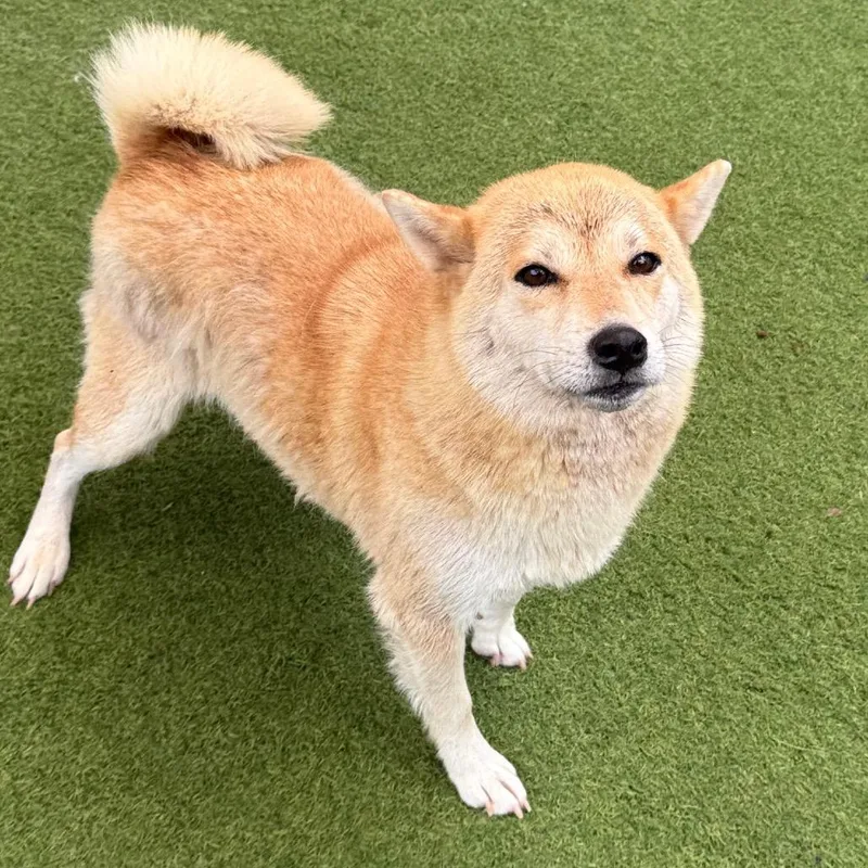 An adult medium-sized female Shiba Inu dog named Brick House for adoption in LOXAHATCHEE, FL