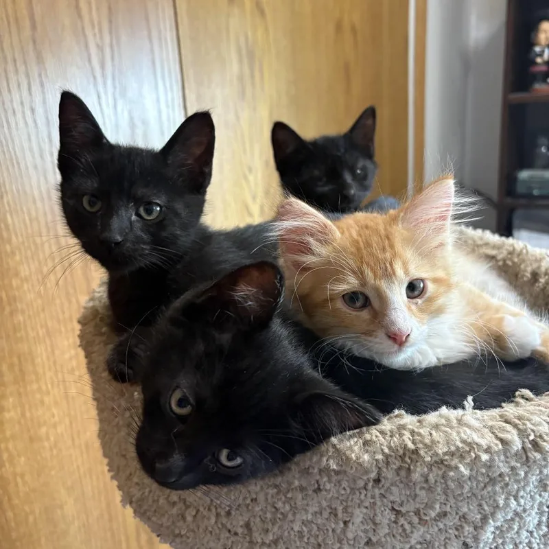 A baby small-sized male Black Domestic Short Hair cat named Winnie ~ C for adoption in Minnetonka, MN