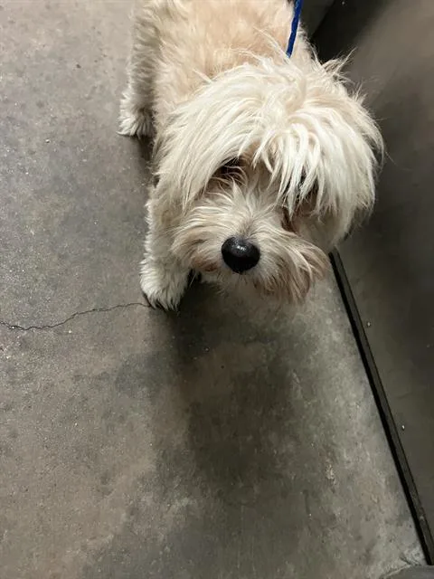 Bella