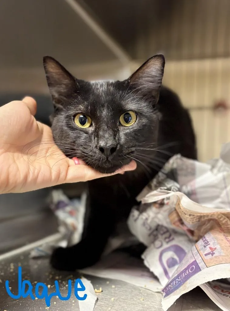 A young large-sized male Domestic Medium Hair cat named Jacque for adoption in Nacogdoches, TX