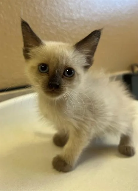 A baby small-sized female Domestic Short Hair cat named A for adoption in Thousand Palms, CA