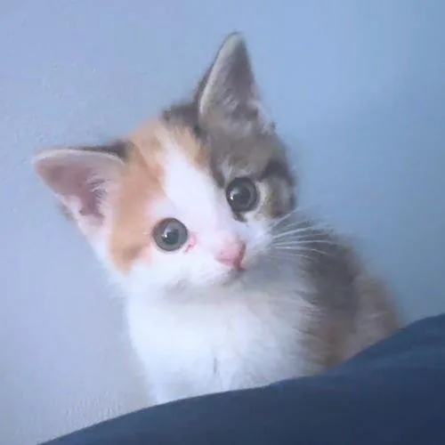 A baby medium-sized female Calico cat named Bug for adoption in Rutherfordton, NC