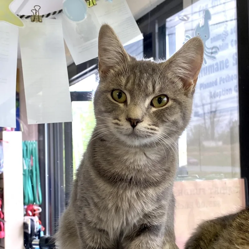 An adult small-sized female Gray / Blue / Silver Domestic Medium Hair cat named Tiger for adoption in Rocky Mount, VA