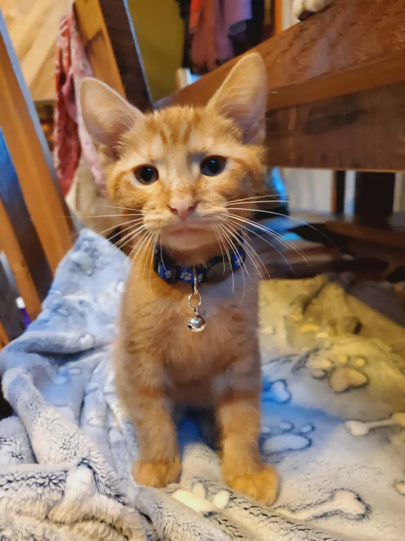 A baby medium-sized male Tabby (Orange / Red) Domestic Short Hair cat named Sunshine for adoption in Manhattan, KS