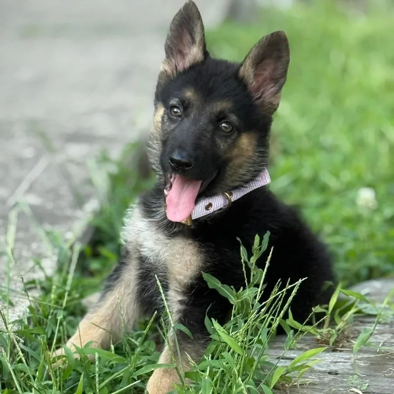 A baby large-sized female Sable German Shepherd Dog dog named River for adoption in Farmersville, OH