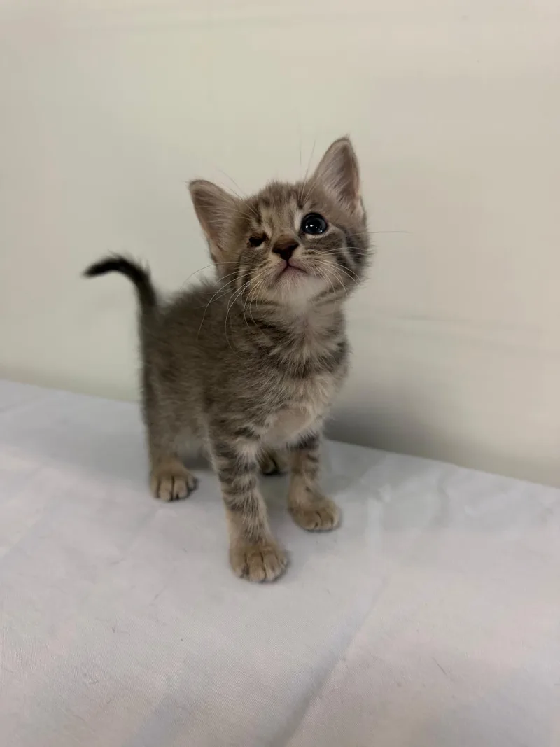 A baby medium-sized male Domestic Short Hair cat named Marcelo for adoption in Margate, FL