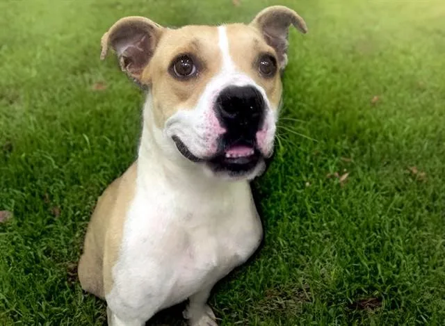 A young medium-sized female Boxer dog named Blossom for adoption in Fort Lauderdale, FL