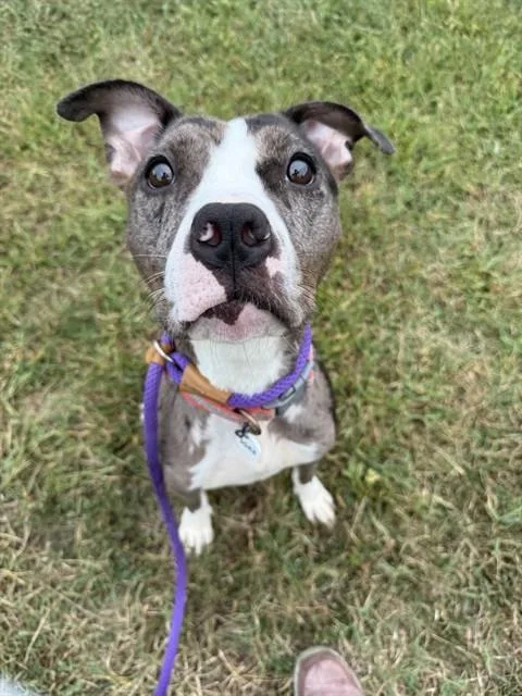 An adult medium-sized female Pit Bull Terrier dog named Jordan for adoption in Upper Marlboro, MD