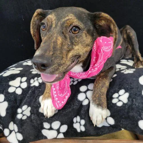 A baby medium-sized female Bicolor Labrador Retriever dog named Scarlett for adoption in Leesburg, AL