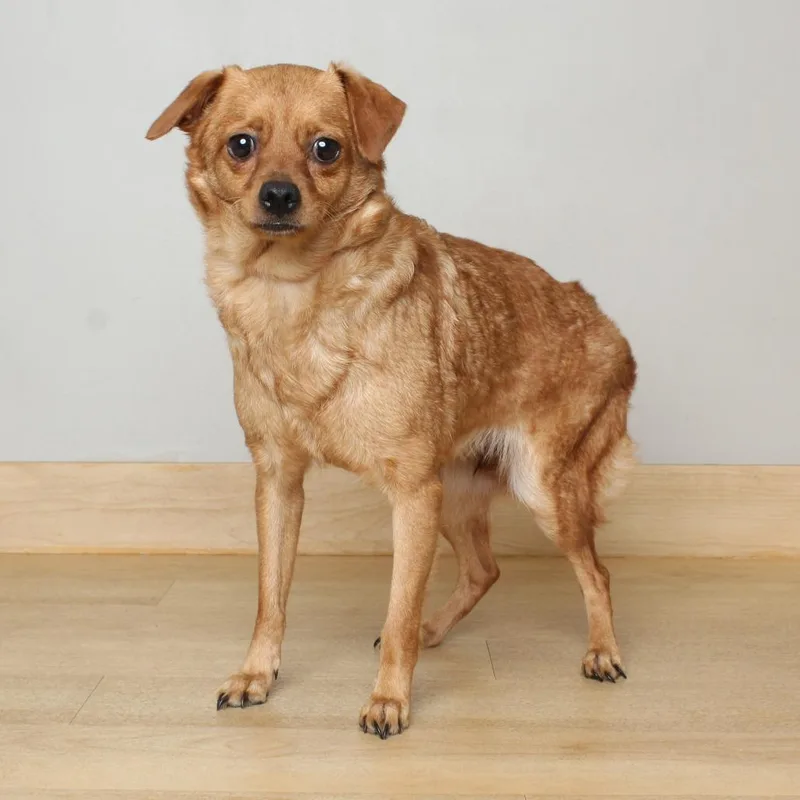 An adult small-sized female Red / Chestnut / Orange Chihuahua dog named Meena D for adoption in Minnetonka, MN