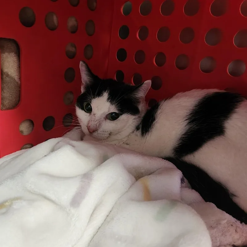An adult medium-sized male Black Domestic Short Hair cat named Mr. Licks for adoption in Brockton, MA