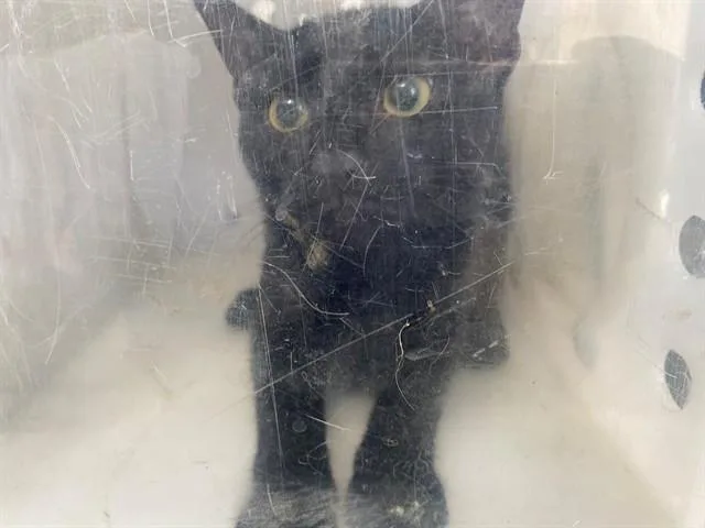 Jiji