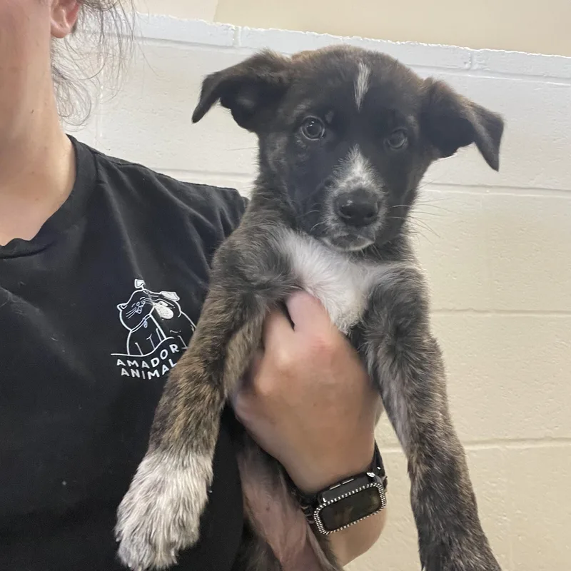 A baby medium-sized female Brindle Border Collie dog named Calamity Jane for adoption in Sonora, CA