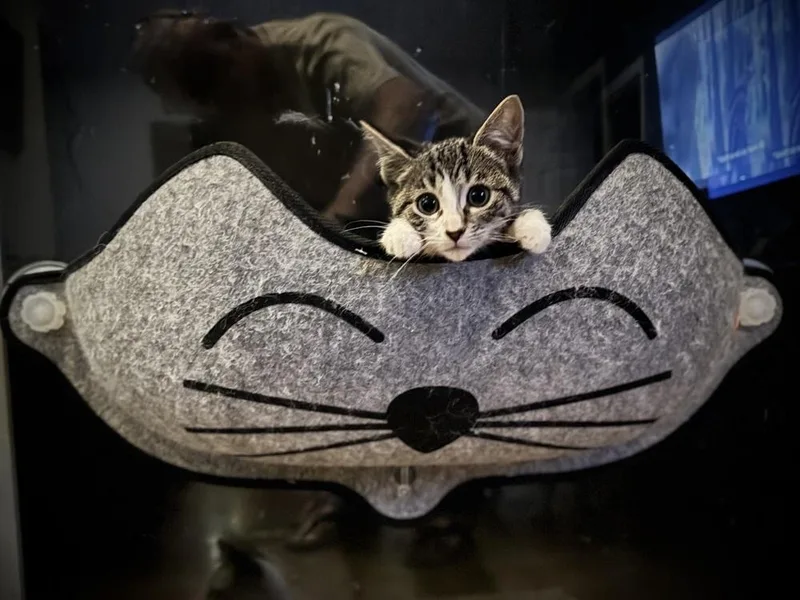 A baby medium-sized female Black & White / Tuxedo Domestic Short Hair cat named Putty for adoption in Emerald Isle, NC