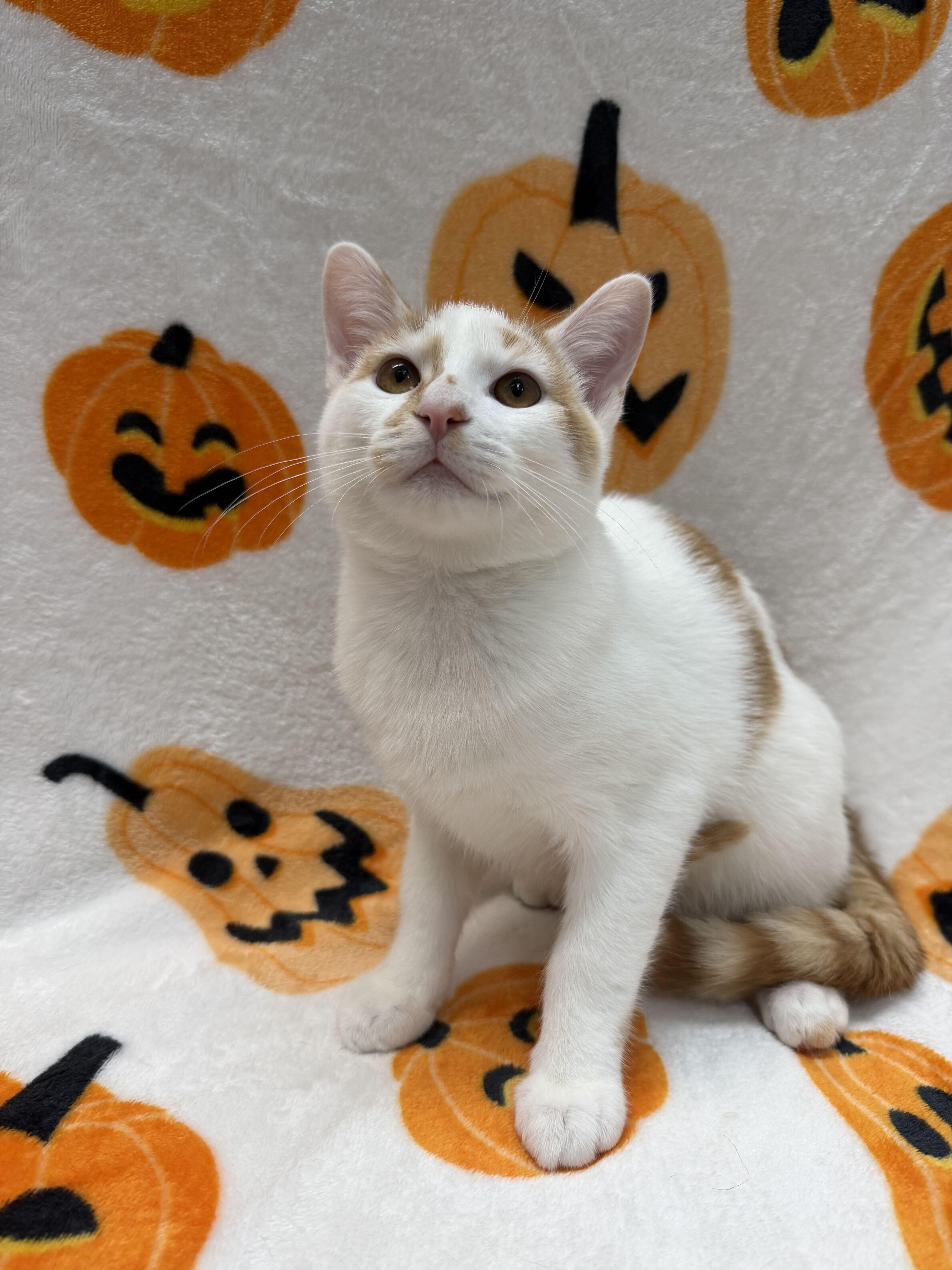 A baby medium-sized male Orange & White Domestic Short Hair cat named Emile for adoption in Columbus, OH