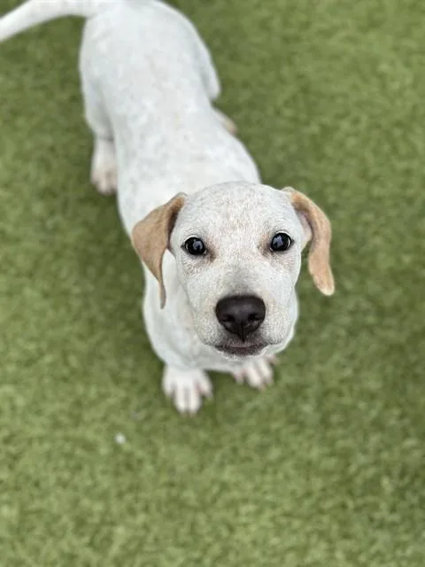 A baby medium-sized male German Shorthaired Pointer dog named Cucumber for adoption in Dedham, MA