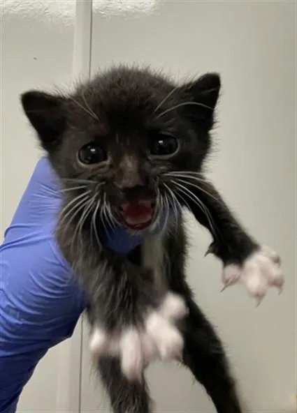 A baby small-sized male Domestic Short Hair cat named Nori for adoption in Ontario, CA